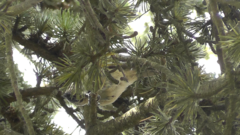 Lophophanes cristatus