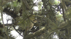 Lophophanes cristatus