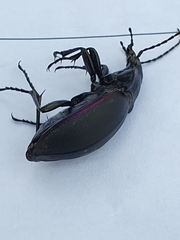Carabus violaceus