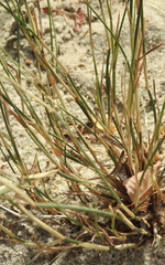 Poa compressa