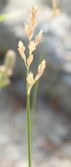 Poa compressa