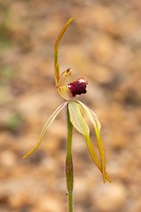 Caladenia longiclavata