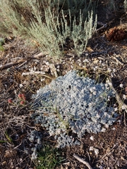 Eriogonum kennedyi austromontanum