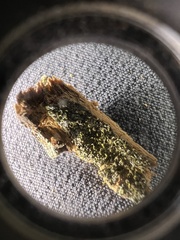 Chaenotheca chlorella