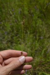 Rhynchospora globularis