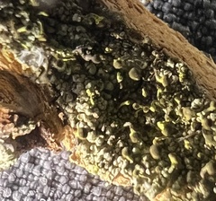 Chaenotheca chlorella