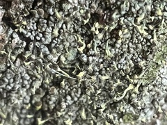 Chaenotheca chlorella