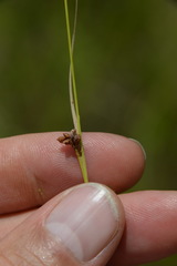 Rhynchospora globularis