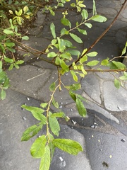 Salix atrocinerea