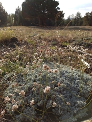 Eriogonum kennedyi austromontanum