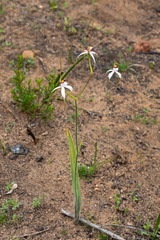 Caladenia longicauda