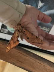 Protambulyx strigilis