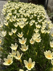 Zephyranthes citrina