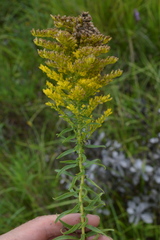 Solidago tortifolia