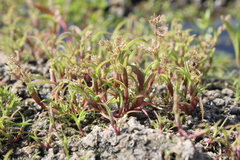 Coleanthus subtilis