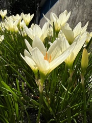 Zephyranthes citrina