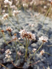Eriogonum kennedyi austromontanum