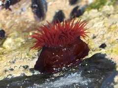 Actinia equina