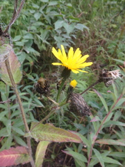 Picris japonica kamtschatica