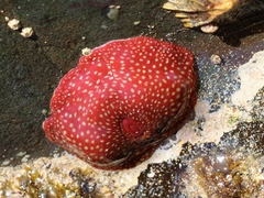 Actinia fragacea