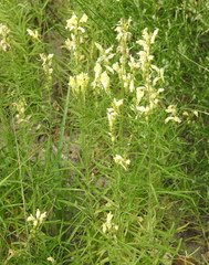 Linaria