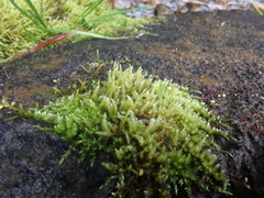 Brachythecium rivulare