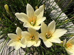 Zephyranthes citrina