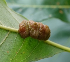 Andricus nigricens