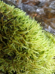 Brachythecium rivulare