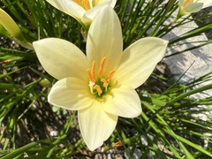Zephyranthes citrina