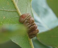 Andricus nigricens