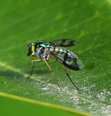 Dolichopodidae