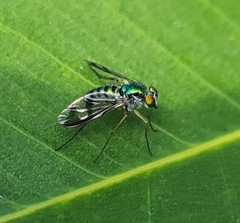 Dolichopodidae