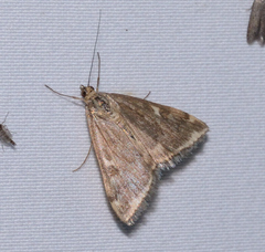 Loxostege munroealis