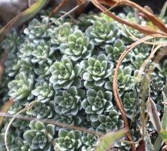 Saxifraga marginata