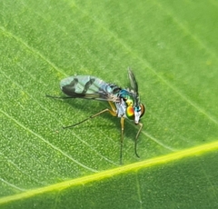 Dolichopodidae