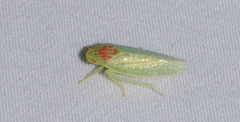 Gyponana