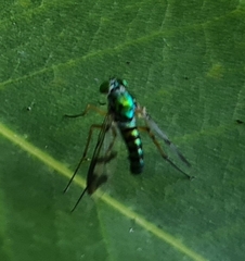 Dolichopodidae