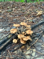 Physalacriaceae