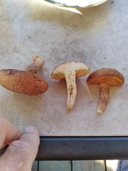 Xerocomus ferrugineus