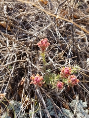 Castilleja cinerea