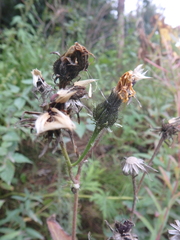 Picris japonica kamtschatica