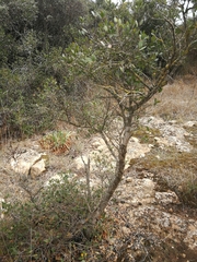 Phillyrea latifolia media