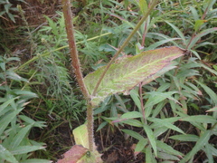Picris japonica kamtschatica