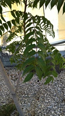 Ailanthus altissima