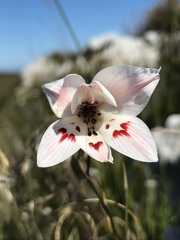 Gladiolus debilis