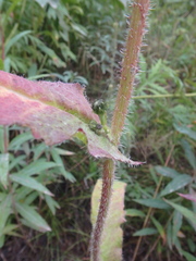 Picris japonica kamtschatica