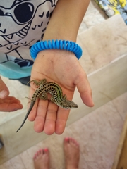 Podarcis siculus