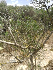 Phillyrea latifolia media