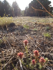 Castilleja cinerea